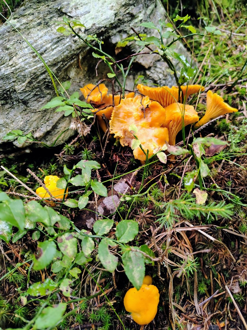 FUNGHI