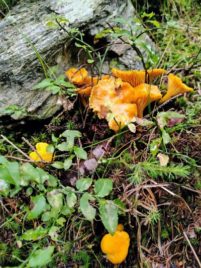 Festa delle Brise e del Bosco